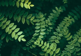 不同形式的植物提取成分有什么功效？